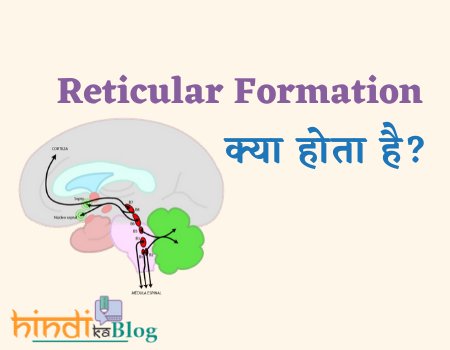 Reticular-formation